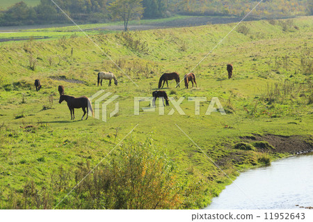 Grazing a horse Grazing a horse 11952643