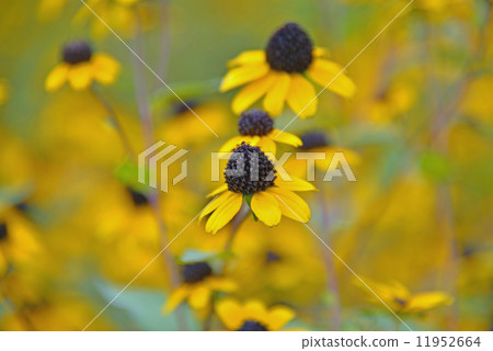  Ludovekia · Triloba 11952664