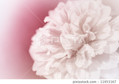 beautiful flowers 11953167