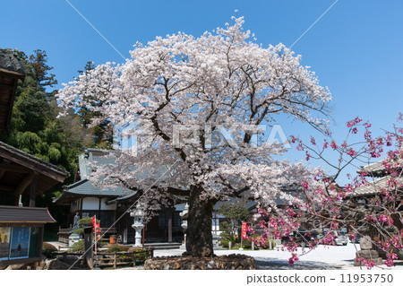 在寺廟寺廟的吉野櫻桃樹 11953750