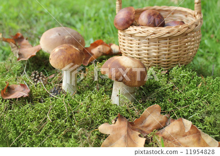 Mushroom boletus growing in the forest  11954828