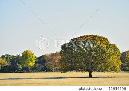 Showa memorial park Zelkova big tree Showa memorial park Zelkova big tree 11954896