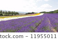 富良野薰衣草 11955011