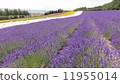富良野薰衣草 11955014