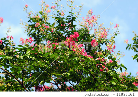 Salmon berry flower -2 Salmon berry flower -2 11955161