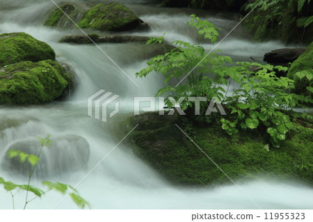 Oirase stream of rain 11955323