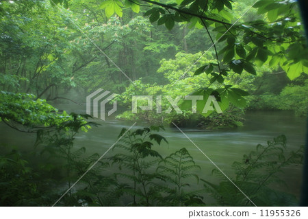 Oirase streams smoking in the rain 11955326