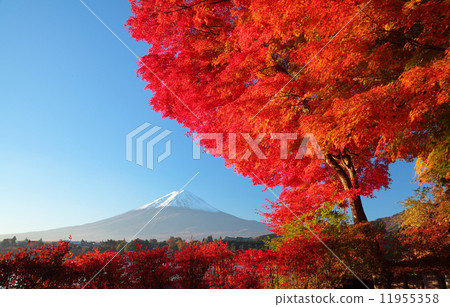 Autumnal leaves on Mt. Kawaguchiko and Mt. Fuji Autumnal leaves on Mt. Kawaguchiko and Mt. Fuji 11955358