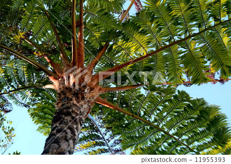 西表島的Lizardhead 11955393