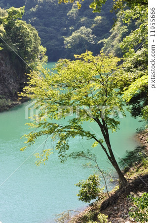 湖邊的樹木 11955666