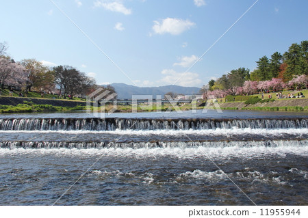 京都春天的鴨川 京都春天的鴨川 11955944