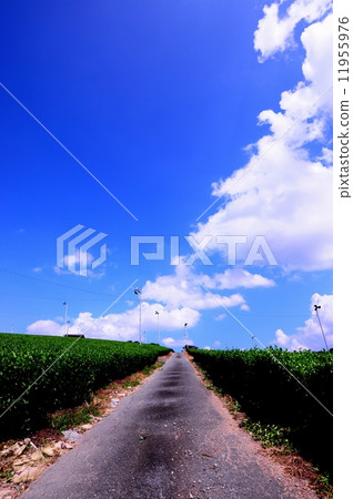 Yame中國中國茶室Yame茶 Yame中國中國茶室Yame茶 11955976