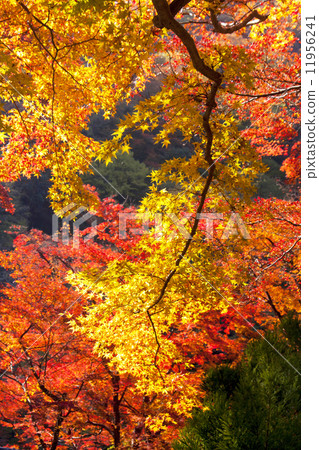 Autumn leaves of Sagano 11956241