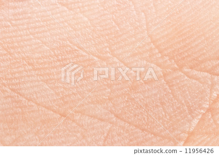 Human skin 11956426