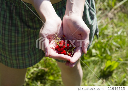 red currant in woman hand red currant in woman hand 11956515