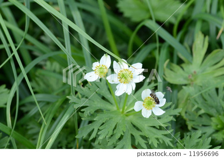 Hakusan Ichige 11956696