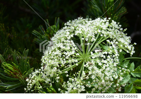 Miyama Shiyoudo 11956698