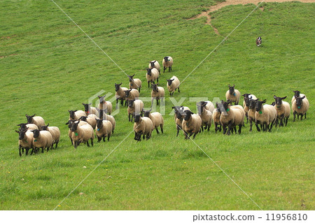 New year's card material flock of sheep New year's card material flock of sheep 11956810