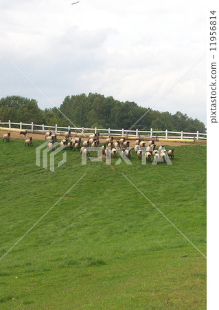 New year's card material flock of sheep New year's card material flock of sheep 11956814