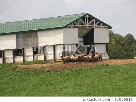New year's card material flock of sheep 11956818