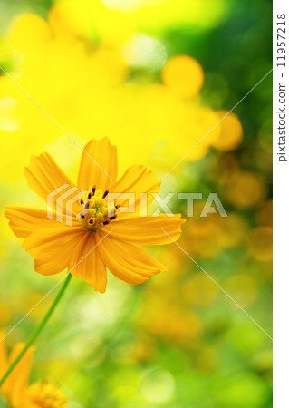 mexican sunflower weed mexican sunflower weed 11957218