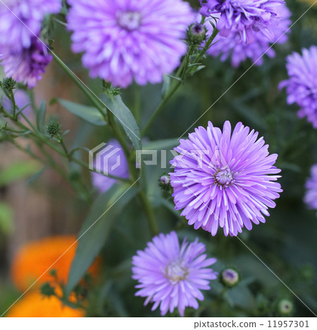 Peacock Astar 11957301