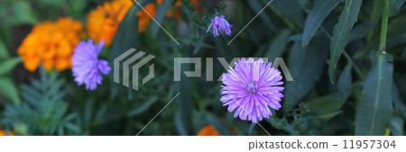 Peacock aster and marigold 11957304