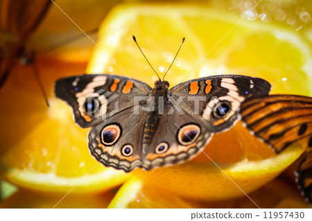 Common Buckeye Junonia Coenia 11957430