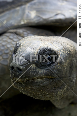 Aldabra giant tortoise 11957490