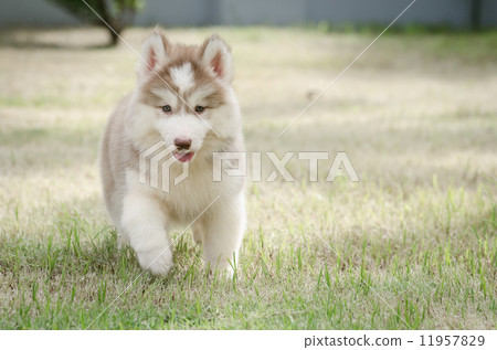 Cute little puppy playing in green grass Cute little puppy playing in green grass 11957829