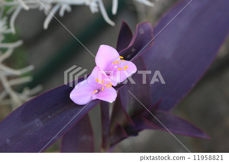 Murasakigoten Murasakigoten 11958821