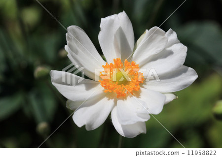 Akiaki Chiku White Flower Akiaki Chiku White Flower 11958822