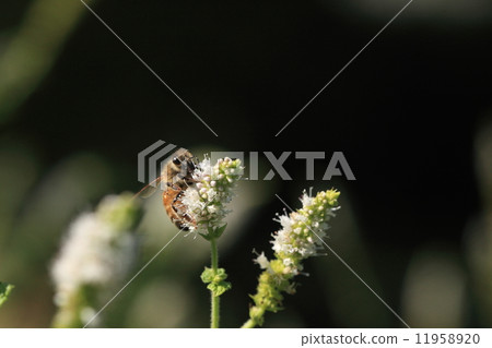 Living things Insects honey bees, honeys collected with spearmint. 11958920