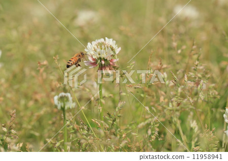 Living things Insects honey bees, honey collected in white clover in the river. 11958941