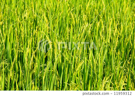 Rice fields before the harvest season  11959312