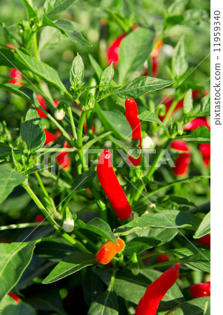 red chilli pepper plant red chilli pepper plant 11959340