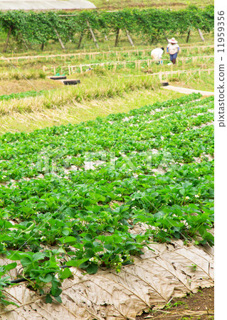 strawberry farm strawberry farm 11959356