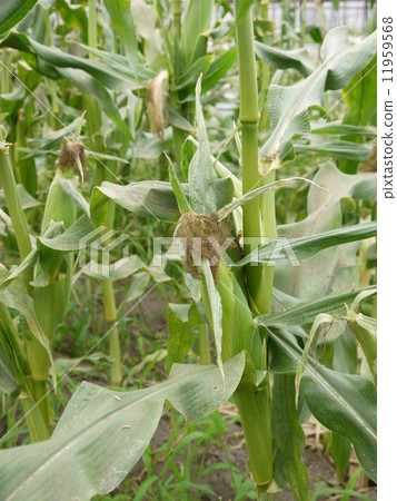 玉米 玉米 11959568