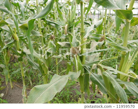玉米 玉米 11959570