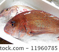 Appearance of natural red sea bream 11960785