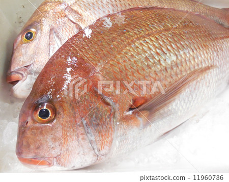 Live sea bream Live sea bream 11960786