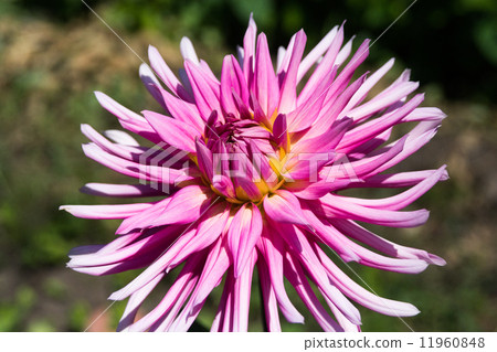 紫色大麗花 11960848