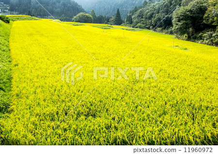 Colored rice terraces Colored rice terraces 11960972