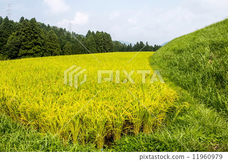 彩色的水稻梯田 11960979