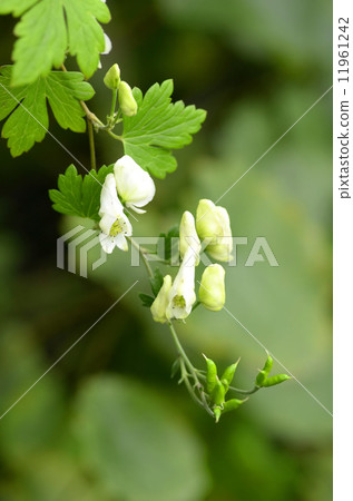 附子 附子 11961242