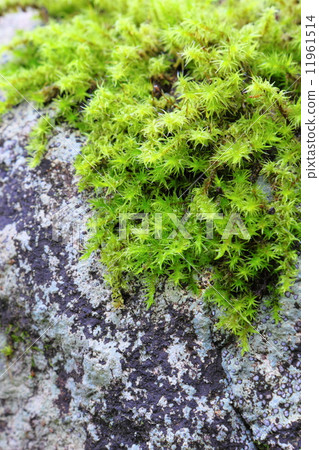 Moss Moss 11961514