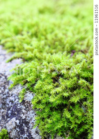 Moss Moss 11961516