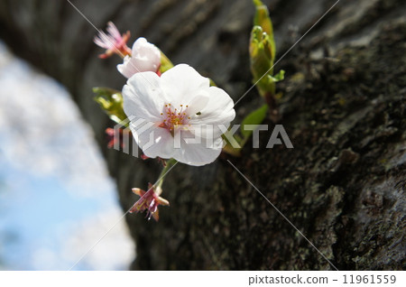 One cherry tree One cherry tree 11961559