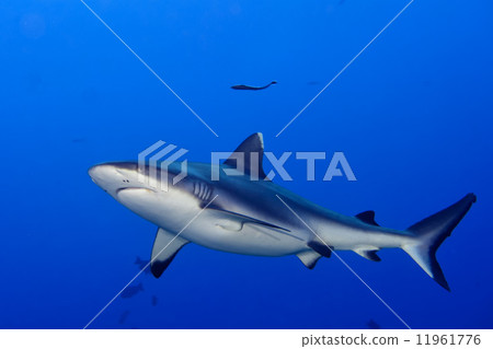 A grey shark jaws ready to attack underwater close up portrait A grey shark jaws ready to attack underwater close up portrait 11961776