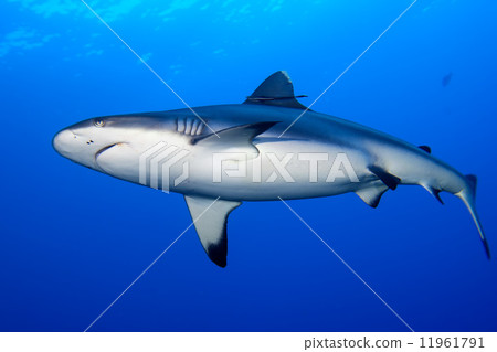 A grey shark jaws ready to attack underwater close up portrait A grey shark jaws ready to attack underwater close up portrait 11961791